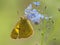 A wonderful butterfly Colias hyale sits on a summer day on a field flower