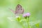 Wonderful Butterfly on grass flowers with green background