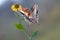 Wonderful butterfly Papilio machaon on the flower