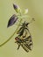 Wonderful butterfly Papilio machaon on a forest flower in a forest glade