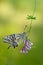 Wonderful butterfly Papilio machaon   on a forest flower in a forest glade