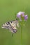 Wonderful butterfly Papilio machaon   on a summer day on a forest flower in a forest glade
