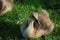 Wonderful Capture of a Baby Goose with a Slightly Hooked Beak