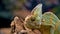 Wonderful Chameleon in the Wild, Reptiles, Wildlife, Wild Animal, Wild Nature