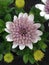 A wonderful chrysanthemum asteraceae flower