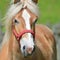 Wonderful close-up photo of a horse