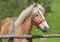 Wonderful close-up photo of a horse