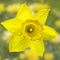 Wonderful close up of yellow daffodil