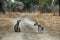 Wonderful closeup of spotted hyenas in the savanna