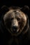 wonderful colored frontal portrait of a bear like male grizzly in front of a dark background