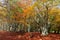 Wonderful and colorful autumn in the woods of Canfaito park, Italy
