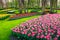 Wonderful colorful fresh tulips in Keukenhof park, Netherlands, Europe