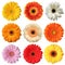 Wonderful colorful Gerberas isolated on white background.