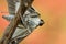 Wonderful colorful white and brown figured moth Heterocera with on a green spring glade in the morning dew