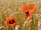 Wonderful Corn field and Poppies