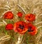 Wonderful Corn field and Poppies