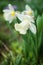 Wonderful daffodil flowers bloom in spring outdoors