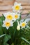 Wonderful daffodil flowers bloom in spring outdoors