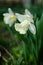 Wonderful daffodil flowers bloom in spring outdoors