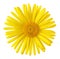 Wonderful daisy Gemswurz, GÃ¤mswurzen isolated, including clipping path.