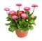 Wonderful daisy pot for planting in the spring garden isolated, including clipping path without shade.