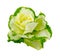 Wonderful decorative cabbage