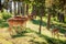 Wonderful deers in forest in sunny summer