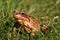 Wonderful detail on Common frog hidden in green grass and get some warm up. Dangerous environment for frogs. Rana temporaria with