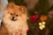 Wonderful dog in front of a Christmas tree with perfect bokeh