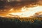 Wonderful dramatic panoramic view field of sunflowers by summertime