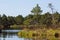 A wonderful early morning by a marsh lake