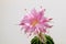 Wonderful Echinopsis