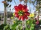 A wonderful example of balcony floriculture. Bright red and yellow dahlias, pink pelargonium and cobaea decorate small garden