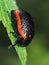 Wonderful extraordinary beetle, shows in full splendor