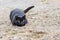 A wonderful feral black cat with green eyes focused and ready to jump