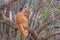 A wonderful feral red cat with green eyes sits on a thick branch