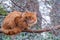 A wonderful feral red cat with green eyes on a thick branch