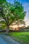 Wonderful field with big tree in District Lake, England