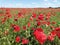Wonderful field of blooming red flowers. Meadow of common poppy -  Papaver rhoeas. Beautiful landscape