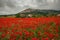 Wonderful field of red poppies in Trevi, Umbria