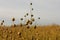 Wonderful flax plants macro in zeeland, holland in summer