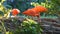 Wonderful Flock of Scarlet Ibises, Wildlife, Wild Nature, Birds