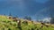 Wonderful flock of sheep grazing at dawn, Tatra Mountains