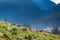 Wonderful flock of sheep grazing on green hills, Tatra Mountains