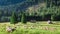 Wonderful flock of sheep grazing at sunrise, Tatra Mountains