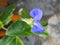 Wonderful flower of Commelina communis