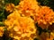 Wonderful flower marigold orange marigold