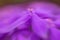 Wonderful flowers close-up. Abstract blur zoom Fancy color.