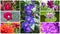 Wonderful flowers collage