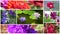 Wonderful flowers collage
